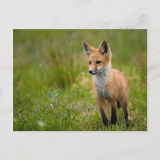 Red Fox Kit in Grassy Meadow Briefkaart
