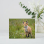 Red Fox Kit in Grassy Meadow Briefkaart (Staand voorkant)