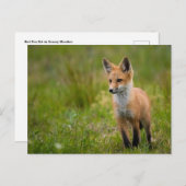 Red Fox Kit in Grassy Meadow Briefkaart (Voorkant / Achterkant)
