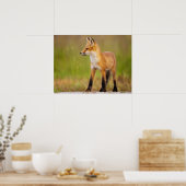 Red Fox Kit Poster (Keuken)