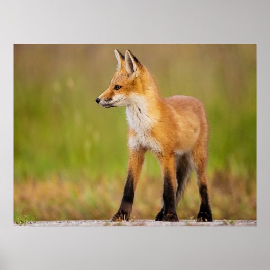 Red Fox Kit Poster (Voorkant)