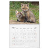 Red Fox Kits Kalender (Mar 2027)