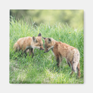 Red Fox Kits Magneet