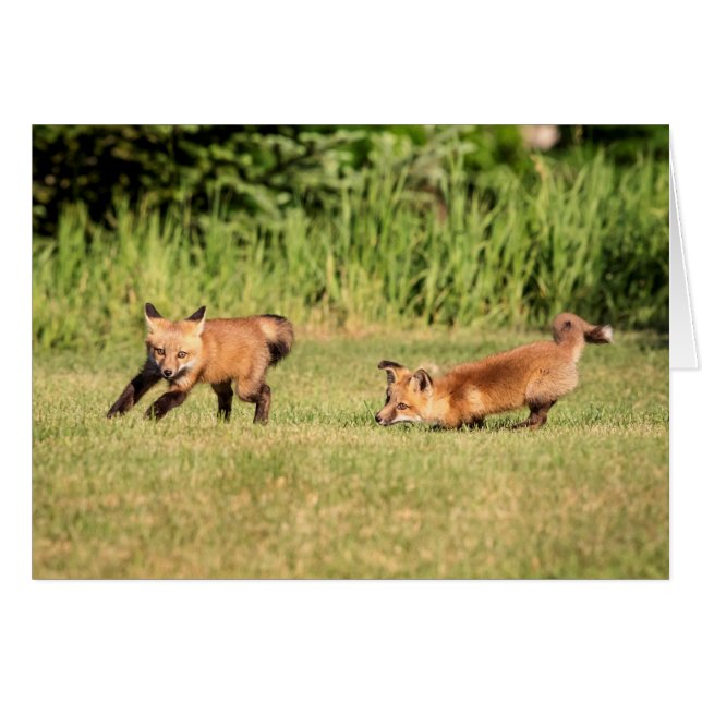 Red Fox Kits Speling (Voorkant Horizontaal)