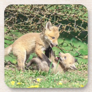Red Fox Kits Speling Bier Onderzetter
