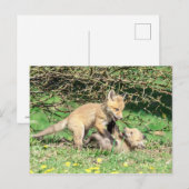 Red Fox Kits Speling Briefkaart (Voorkant / Achterkant)