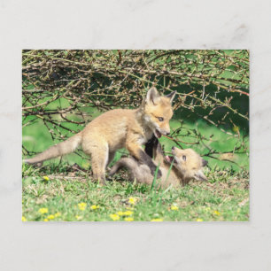 Red Fox Kits Speling Briefkaart