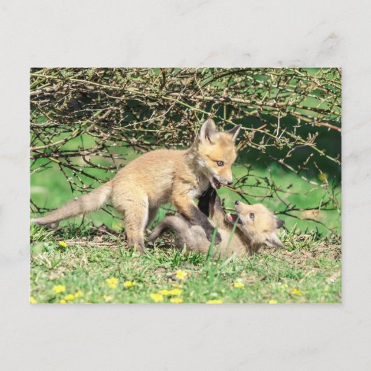 Red Fox Kits Speling Briefkaart (Voorkant)