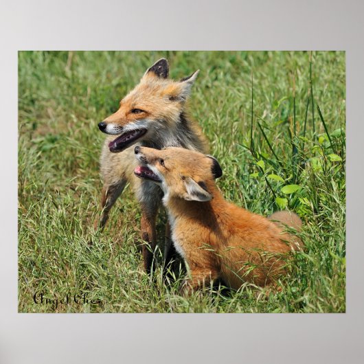 Red Fox Mama en Kit Poster (Voorkant)
