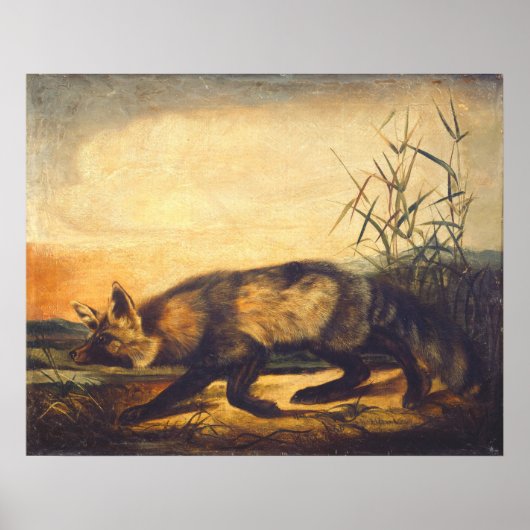 Red Fox met lange adem - JW Audubon Fine Art Poste Poster (Voorkant)