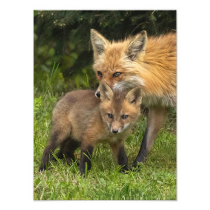 Red Fox Moeder en Jongster Foto Afdruk