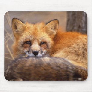 Red Fox Muismat
