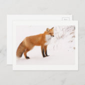Red Fox Natuur Wildlife Foto Briefkaart (Voorkant / Achterkant)