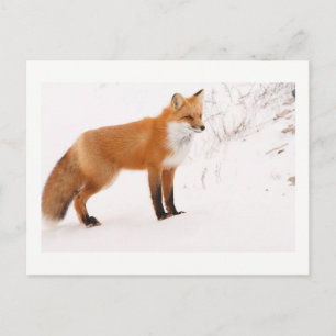 Red Fox Natuur Wildlife Foto Briefkaart