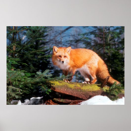 Red Fox op een log Poster (Voorkant)