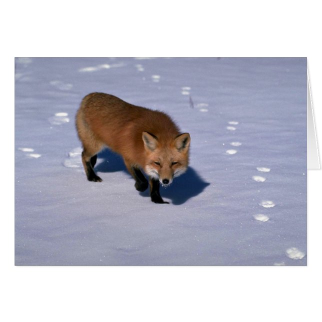 Red Fox op sneeuw (Voorkant Horizontaal)