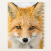 Red Fox Portrait (Dos)