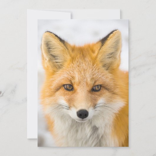 Red Fox Portrait Bedankkaart (Voorkant)