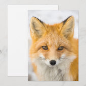 Red Fox Portrait Bedankkaart (Voorkant / Achterkant)