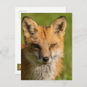 Red Fox Portrait Briefkaart (Voorkant / Achterkant)