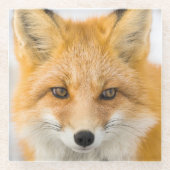 Red Fox Portrait Glazen Onderzetter (Voorkant)