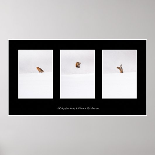 Red Fox Poster (Voorkant)