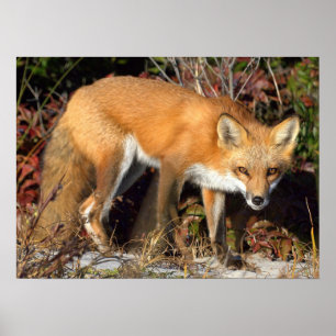 Red Fox Poster