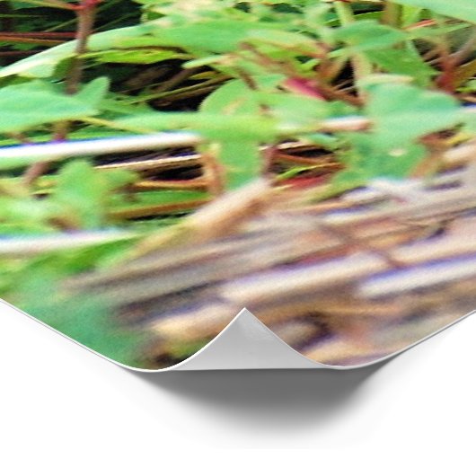 Red Fox Poster (Hoek)