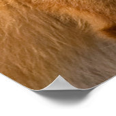 Red Fox Poster (Hoek)