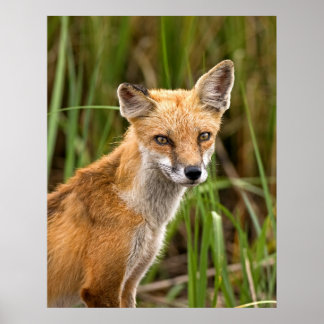 Red Fox Poster