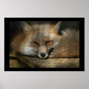 Red Fox Print