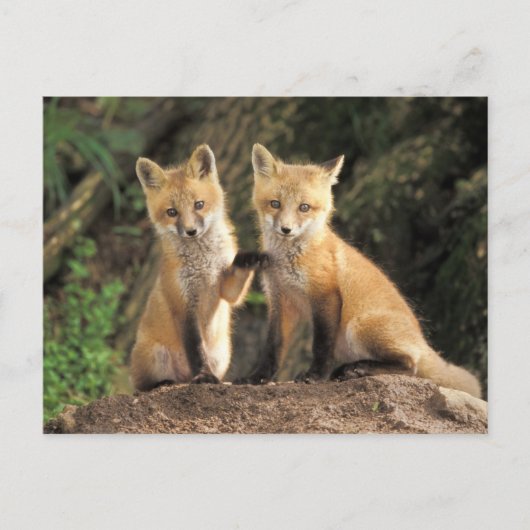 Red Fox pup in front of den Vulpes vulpes Briefkaart (Voorkant)