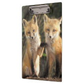 Red Fox pup in front of den Vulpes vulpes Klembord (Links)