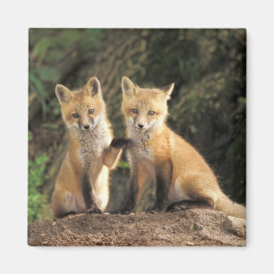Red Fox pup in front of den Vulpes vulpes Magneet