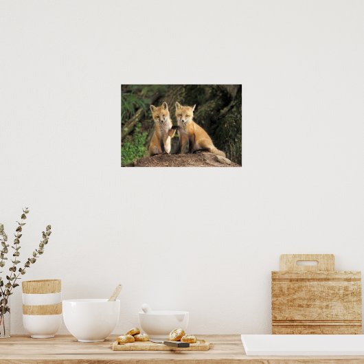 Red Fox pup in front of den Vulpes vulpes Poster (Keuken)