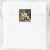 Red Fox pup in front of den Vulpes vulpes Vierkante Sticker (Tas)