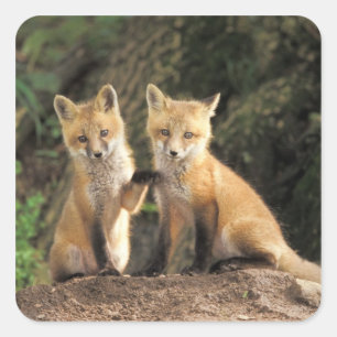 Red Fox pup in front of den Vulpes vulpes Vierkante Sticker