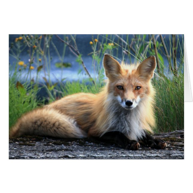 Red Fox Resting Blank Kaart (Voorkant Horizontaal)