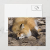 Red Fox Resting Briefkaart (Voorkant / Achterkant)