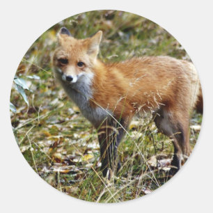 Red Fox Ronde Sticker