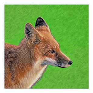 Red Fox schilderen - Oorspronkelijke Wildlife Art Perfect Poster