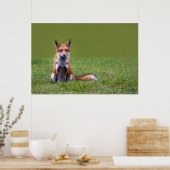 Red Fox Sitting Poster (Keuken)