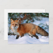 Red Fox | Sneeuw in de winter, Montana Briefkaart (Voorkant / Achterkant)