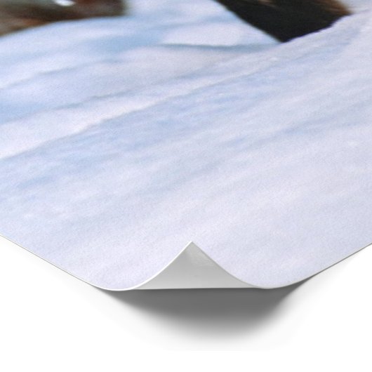 Red Fox | Sneeuw in de winter, Montana Poster (Hoek)