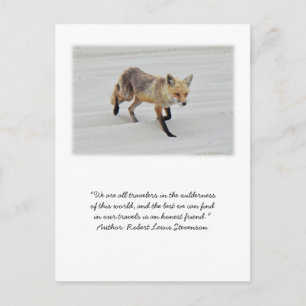 Red Fox Vixen - Island Beach State Park - NJ Briefkaart