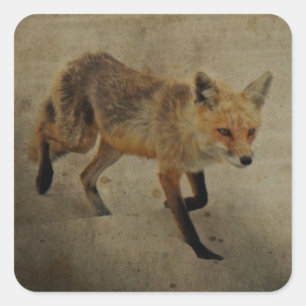 Red Fox Vixen - Island Beach State Park - NJ Vierkante Sticker