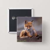 red fox, Vulpes vulpes, pup scratching itself; Vierkante Button 5,1 Cm (Voorkant /achterkant)