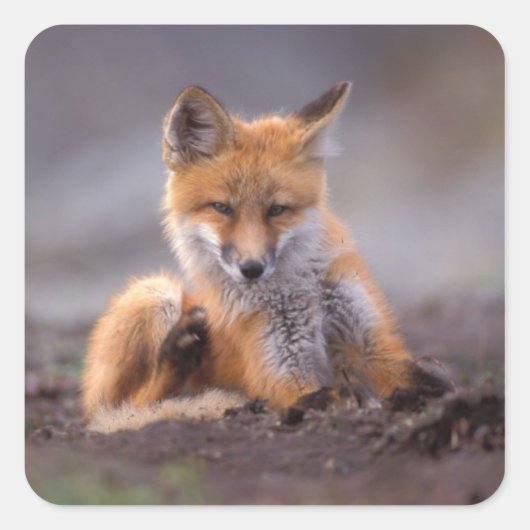 red fox, Vulpes vulpes, pup scratching itself; Vierkante Sticker (Voorkant)