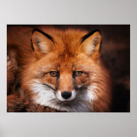 Red Fox Wild Woodland Animal