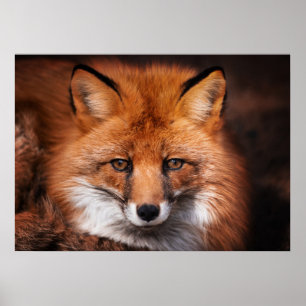 Red Fox Wild Woodland Animal Poster
